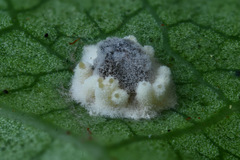 Gibellula