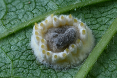 Gibellula