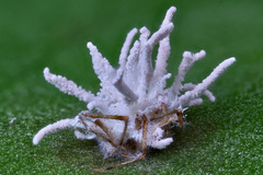 Gibellula