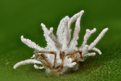 Gibellula