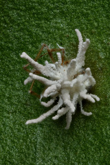 Gibellula