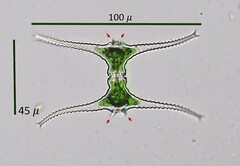 Staurastrum leptocladum