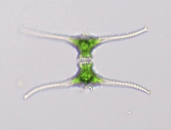 Staurastrum leptocladum