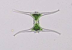 Staurastrum leptocladum