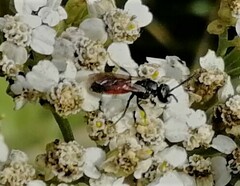 Glyphicnemis profligator