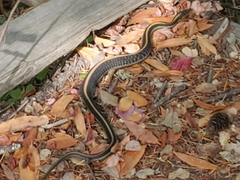 Thamnophis atratus