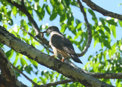 Cacomantis variolosus