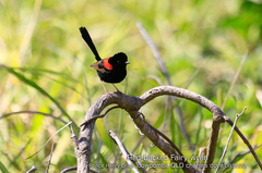 Malurus melanocephalus