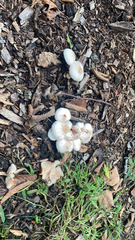 Leucocoprinus cepistipes