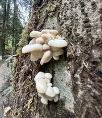 Pleurotus populinus