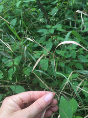 Poa palustris