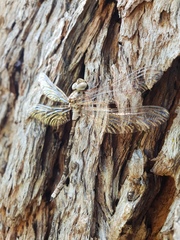 Acanthaeschna victoria