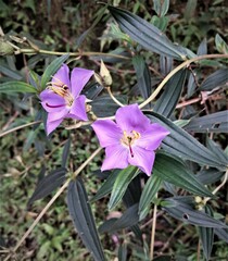 Osbeckia nepalensis