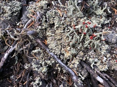 Cladonia bellidiflora