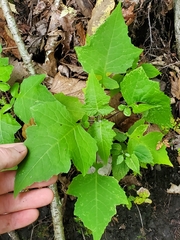 Polymnia canadensis