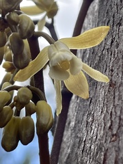 Erythrorchis cassythoides