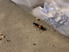 Camponotus sansabeanus