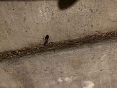 Camponotus sansabeanus