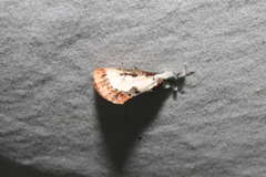 Eudryas unio