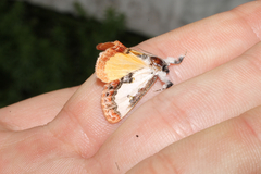 Eudryas unio