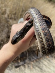 Thamnophis elegans terrestris