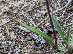 Caladenia verrucosa