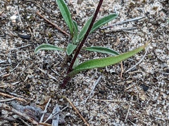 Caladenia verrucosa