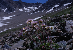 Ranunculus glacialis