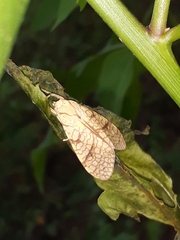 Lophocampa
