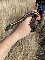 Thamnophis elegans terrestris