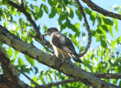 Cacomantis variolosus