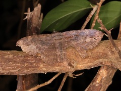Anisoneura salebrosa