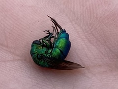 Chrysis smaragdula