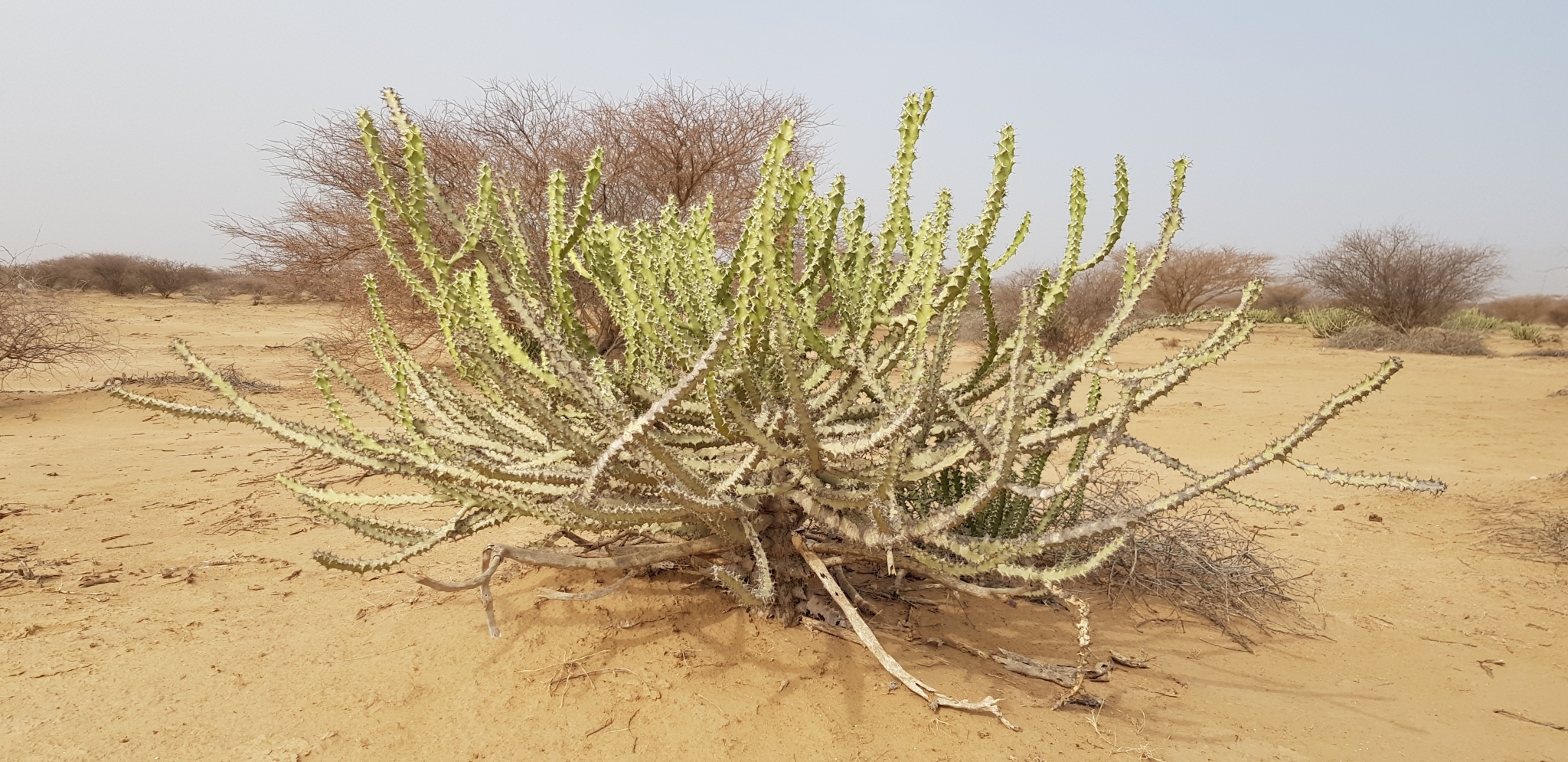 Euphorbia fractiflexa