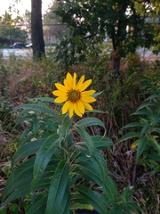 Helianthus grosseserratus