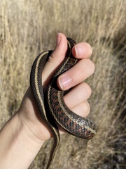 Thamnophis elegans terrestris