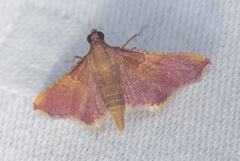 Endotricha mesenterialis