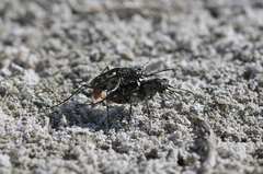 Cicindela haemorrhagica