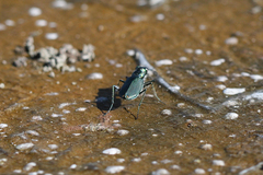 Cicindela amargosae