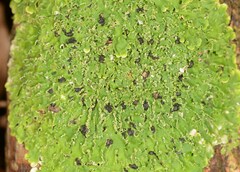 Pannaria minutiphylla