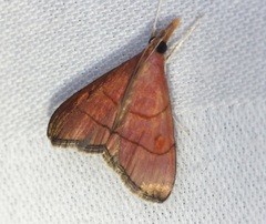 Hemiscopis sanguinea