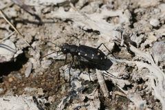 Cicindela oregona oregona