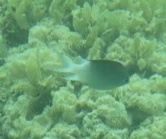 Acanthochromis polyacanthus