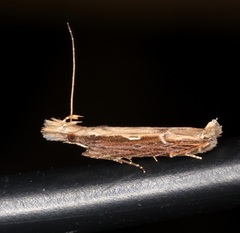 Hypatima spathota