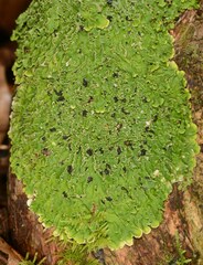 Pannaria minutiphylla