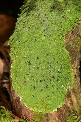 Pannaria minutiphylla