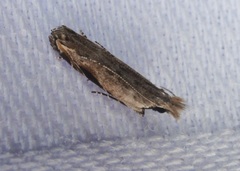 Hypatima