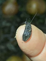 Kobeltia