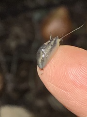 Kobeltia