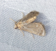 Luma